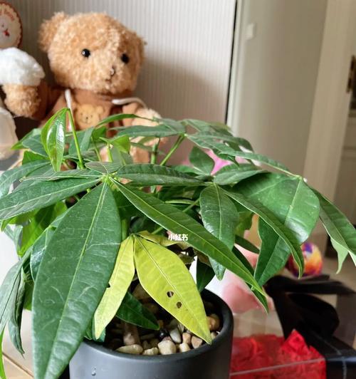 发财树叶子黄了怎么办？教你如何补救！（发财树叶子黄了应该如何处理？8个小技巧帮你轻松解决！）