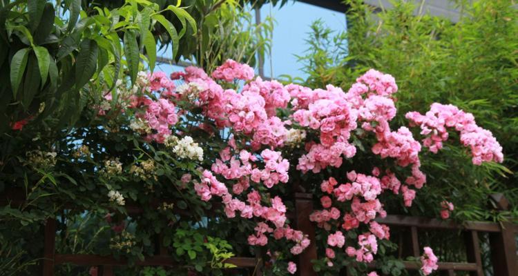 蔷薇花的发芽时间（从春天到夏季，这些月份是最美的时候）