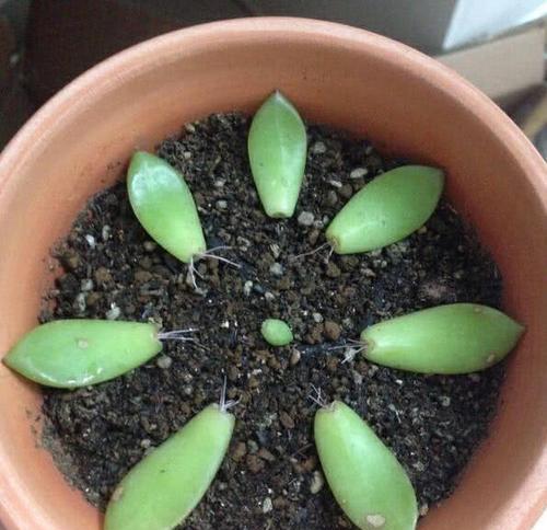 多肉水培叶插取出方法（教你如何正确取出水培叶插，保护多肉健康生长）