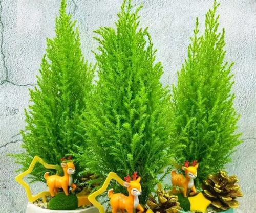 提高卧室空气质量的8种适合养的植物(打造舒适环境,呼吸清新空气) 提高卧室空气质量的8种适合养的植物(打造舒适环境,呼吸清新空气)