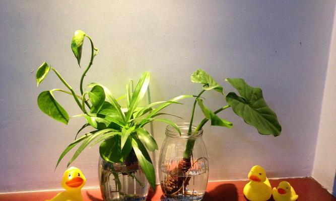 提高卧室空气质量的8种适合养的植物(打造舒适环境,呼吸清新空气) 提高卧室空气质量的8种适合养的植物(打造舒适环境,呼吸清新空气)