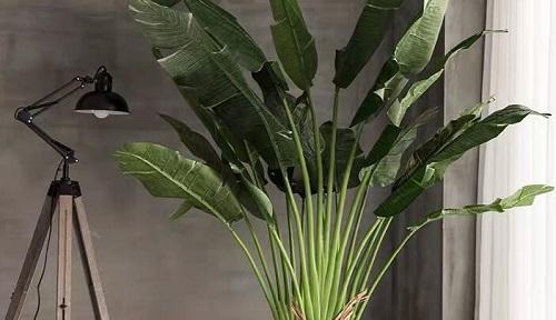 提高卧室空气质量的8种适合养的植物(打造舒适环境,呼吸清新空气) 提高卧室空气质量的8种适合养的植物(打造舒适环境,呼吸清新空气)