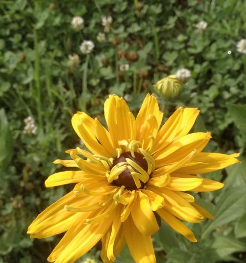 缤纷六月花开(探寻六月绽放的美丽花卉) 缤纷六月花开(探寻六月绽放的美丽花卉)