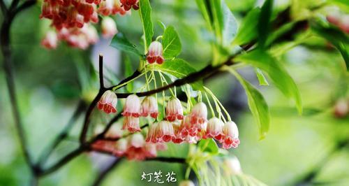 缤纷六月花开(探寻六月绽放的美丽花卉) 缤纷六月花开(探寻六月绽放的美丽花卉)