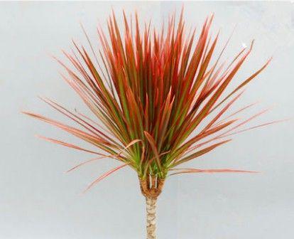 五彩千年木养殖方法详解(打造独具特色的园林景观) 五彩千年木养殖方法详解(打造独具特色的园林景观)