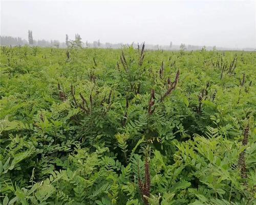 如何种植紫穗槐？（掌握紫穗槐种子种植技巧，让你轻松打造美丽园林）