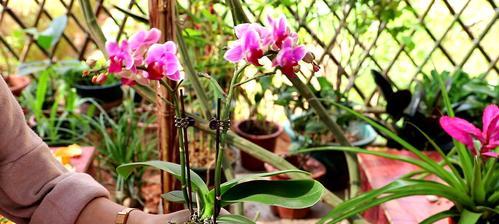 盆栽蝴蝶兰的养殖方法（打造花园中的精致蝴蝶兰）