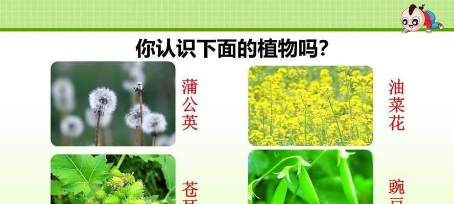 植物的种子传播方式（了解植物种子传播的方法及其重要性）