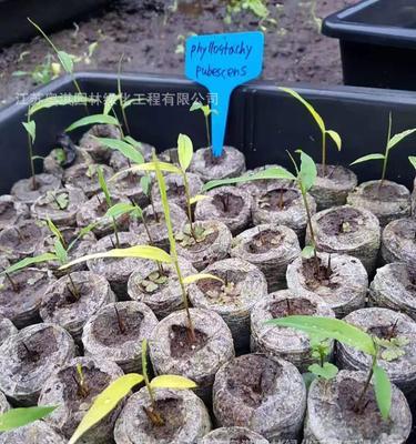 如何播种毛竹种子（掌握正确的毛竹种子播种方法，让生长更快更健康）
