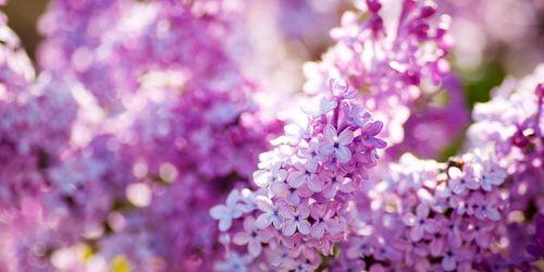 丁香花的养殖技巧（打造美丽花园的秘籍）