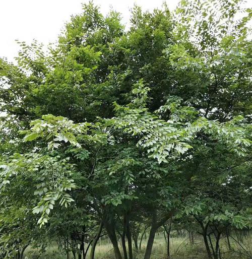 探秘朴树——一种独特的植物树种（揭开朴树神秘的面纱，了解它的特点与用途）