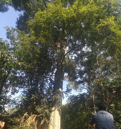 探秘朴树——一种独特的植物树种（揭开朴树神秘的面纱，了解它的特点与用途）