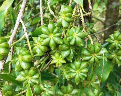 八角树种植方法详解（从选地到养护，打造健康八角树生态）