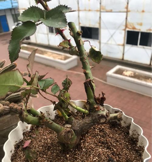 月季花四季施肥方法（全年无休的养护之路）