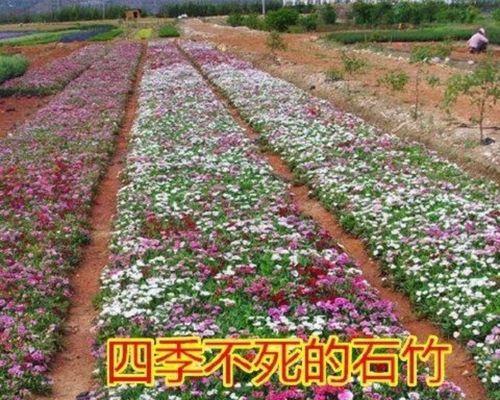 五彩石竹种子的种植与养护（让你的花园绽放五彩斑斓的石竹花海）