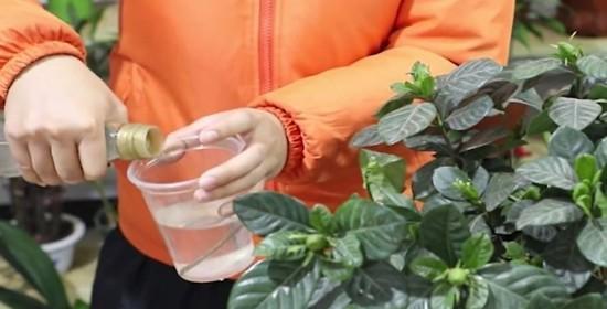 栀子花的浇水频率（了解栀子花的浇水需求，做好养护工作）