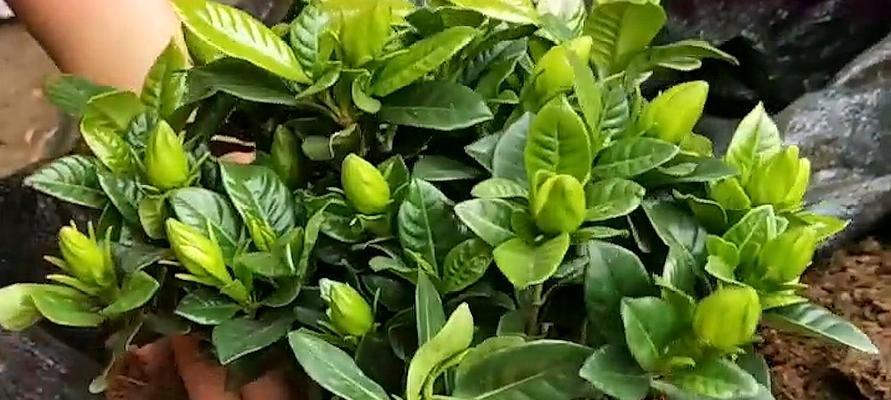 栀子花如何修剪才能开花更多（掌握正确修剪技巧，让栀子花更美丽）
