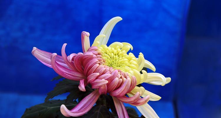 探秘菊花的绚丽色彩（从白色到紫色，菊花的多彩色彩世界）