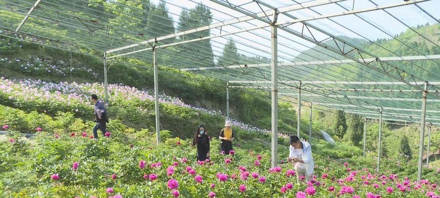 盆栽芍药花的种植方法（养护技巧、繁殖方式、环境要求）