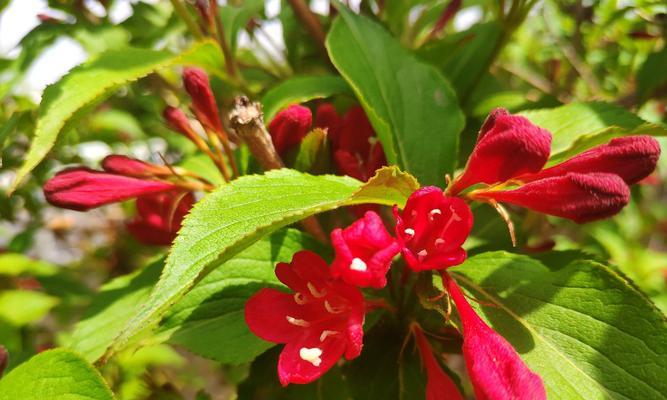 如何养殖健康的锦带花（掌握关键技巧，让花儿更美丽）