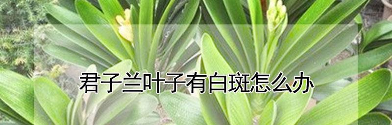 君子兰叶子黄斑的治疗方法（掌握这些方法，让君子兰恢复健康）