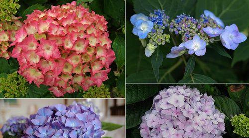 探秘八仙花——一种令人惊叹的花卉（从特点到生长习性，揭秘八仙花的各种神奇之处）