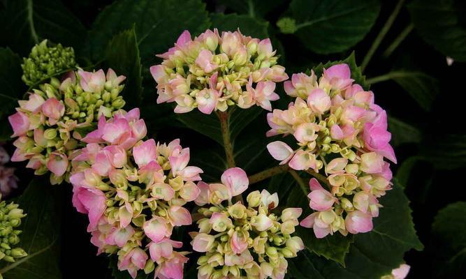 探秘八仙花——一种令人惊叹的花卉（从特点到生长习性，揭秘八仙花的各种神奇之处）