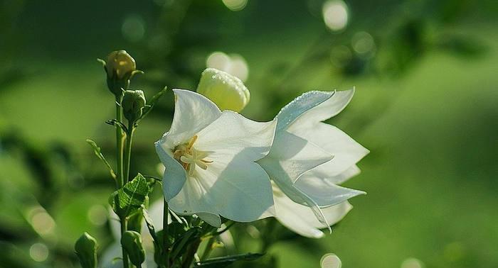 橙色传说（一朵花的传奇——桔梗花与日本文化）