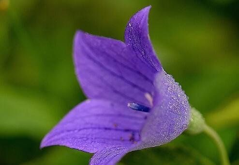 橙色传说（一朵花的传奇——桔梗花与日本文化）