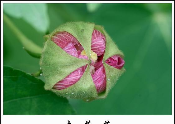 芙蓉花的生长特点及营养价值（揭秘芙蓉花开花前的神秘状态，一起了解其生长过程）