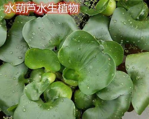 水芙蓉的养殖方法（打造清雅水乡风情——从浅到深解析水芙蓉的养殖技巧）