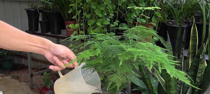 如何正确喷水养护文竹（一天喷几次叶面水才能让文竹茁壮成长？）