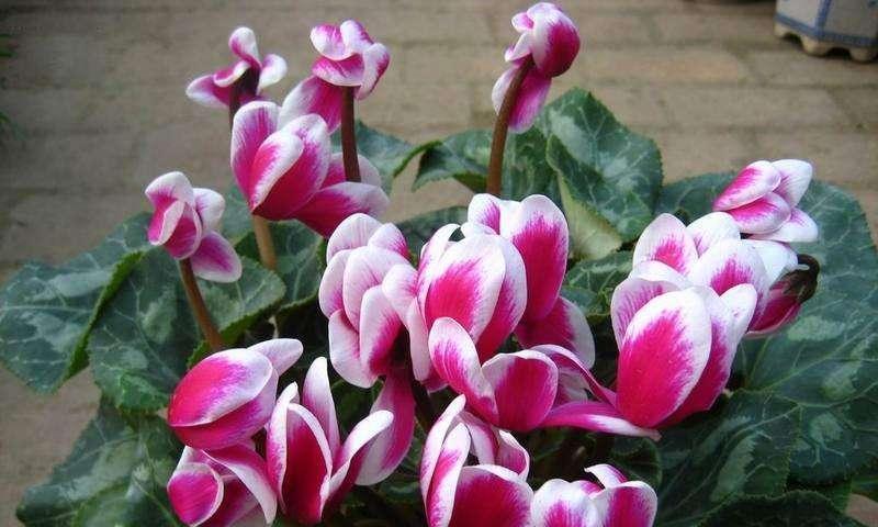如何应对叶子发黄的仙客？（急救妙招让植物重焕生机）