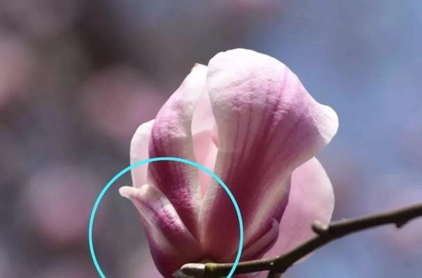 探究紫玉兰黄叶的原因（寻找造成紫玉兰叶子变黄的罪魁祸首）