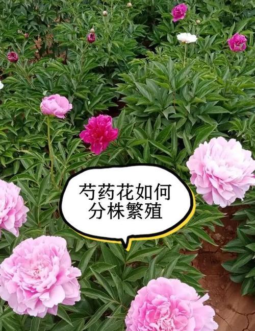 家庭种植不宜以芍药花为主（理由分析及替代方案）