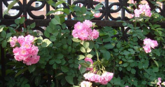 蔷薇花的种植与养护（美丽绽放，从培育开始）