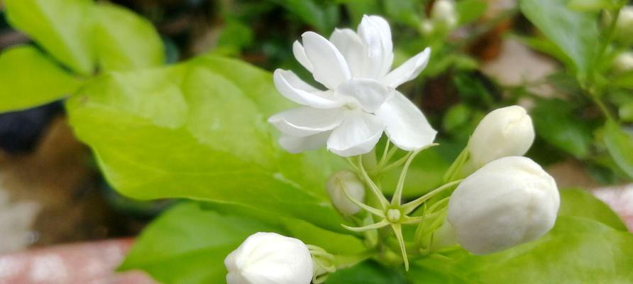 茉莉花的开放时间（了解茉莉花的生长周期及开花时间）