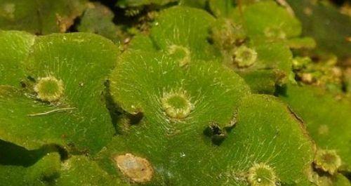 低等植物的奇妙世界（揭开低等植物的神秘面纱，探索它们的独特之处）