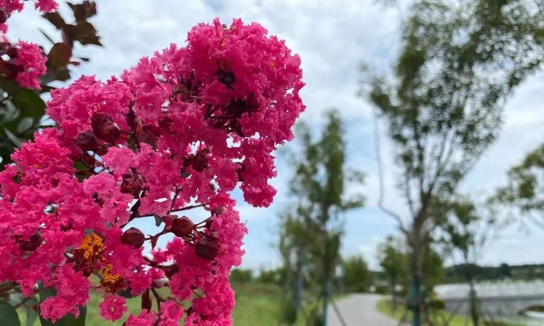 探究紫薇花期的长短（从开花到凋落的全过程）