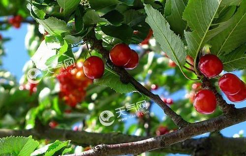 如何合理种植樱桃（从选址到施肥全面解析）