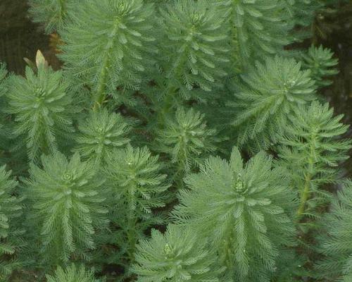 金鱼藻种植方法（打造高质量水草缸）