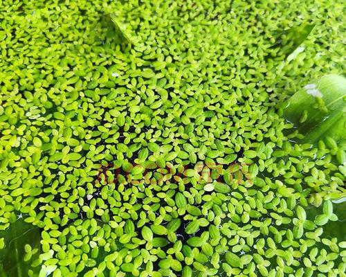 金鱼藻种植方法（打造高质量水草缸）