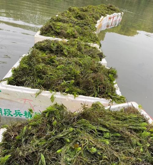 金鱼藻种植方法（打造高质量水草缸）