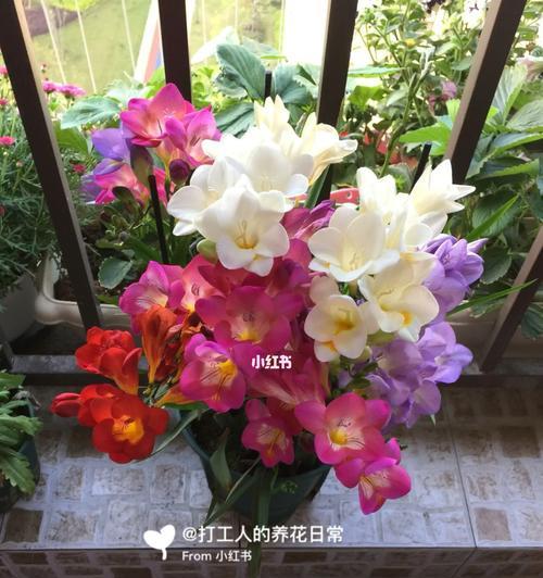 小苍兰——容易养活的花卉（小苍兰的特点与养护技巧）