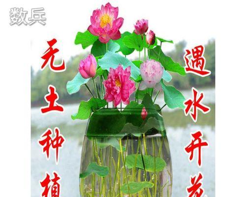 无土水培碗莲养护全攻略（让你轻松打造独特水培花园，适合办公室、客厅等环境）