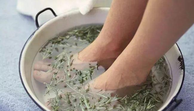 养殖艾蒿，护健康（探究艾蒿的功效与作用，了解其药用价值）