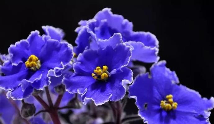 紫罗兰的花期长短与生长条件（了解紫罗兰，打造美丽花园）