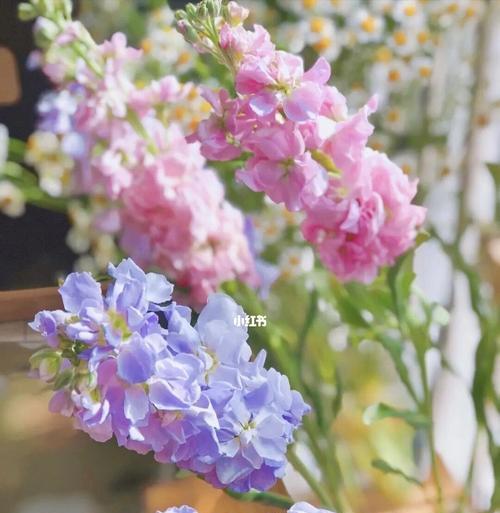 紫罗兰的花期长短与生长条件（了解紫罗兰，打造美丽花园）