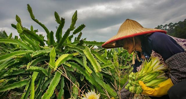 霸王花的功效与作用（探究养殖霸王花的药用价值）