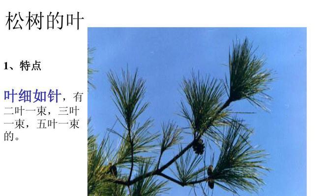 松树的特点与生态意义（以松为荣，守护自然）